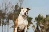 AMSTAFF ADULT 193